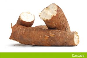 Cassava