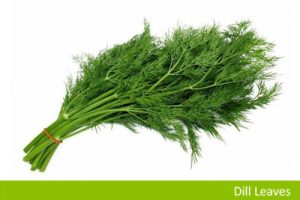 Dill Leaves